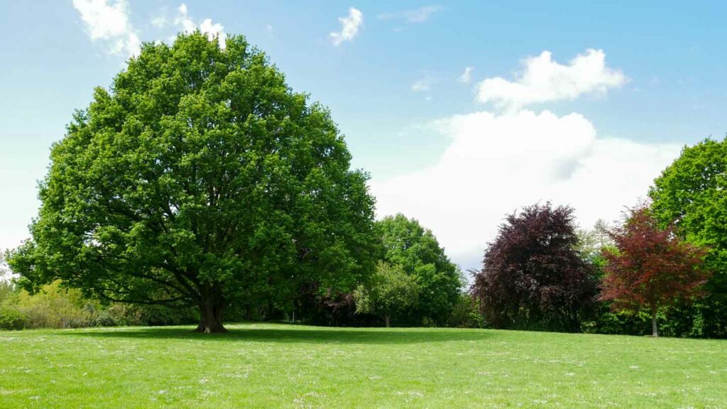From-Acorn-To-Mighty-Oak-The-Wonders-Of-Oak-Trees'-Life-Cycle-on-ezguestpost