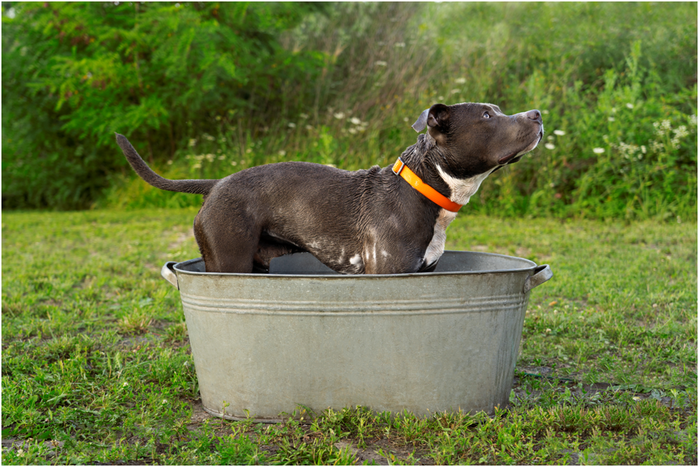 best dog accessories